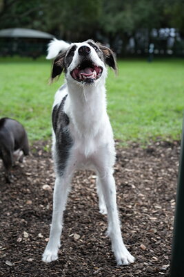 Oreo photographed at Mizner Bark Dog Park on September 10, 2026