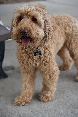 Dog photographed at Mizner Bark Dog Park on September 10, 2026