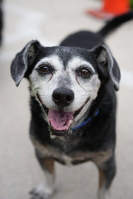 Dog photographed at Mizner Bark Dog Park on September 10, 2026