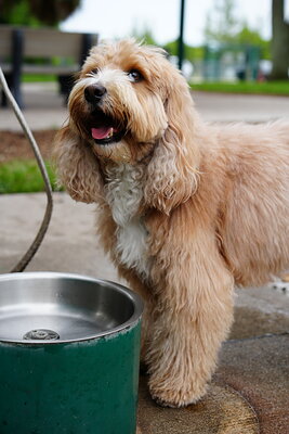 Woody photographed at Mizner Bark Dog Park on September 10, 2026