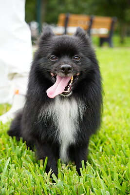 Dog photographed at Mizner Bark Dog Park on September 10, 2026