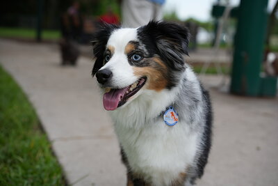 Dog photographed at Mizner Bark Dog Park on September 10, 2026