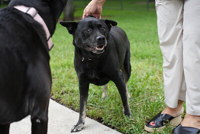Dog photographed at Mizner Bark Dog Park on September 10, 2026