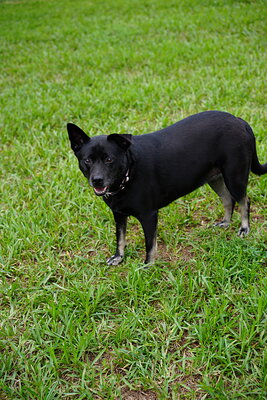 Dog photographed at Mizner Bark Dog Park on September 10, 2026