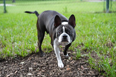 Chanel photographed at Mizner Bark Dog Park on September 10, 2026