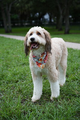 Lola photographed at Mizner Bark Dog Park on September 10, 2026