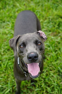 Dog photographed at Mizner Bark Dog Park on September 10, 2026