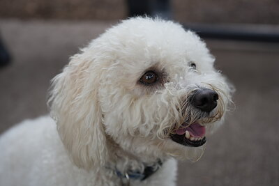 Dog photographed at Mizner Bark Dog Park on September 10, 2026