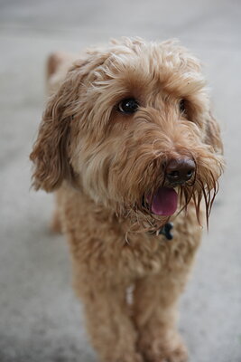 Dog photographed at Mizner Bark Dog Park on September 10, 2026