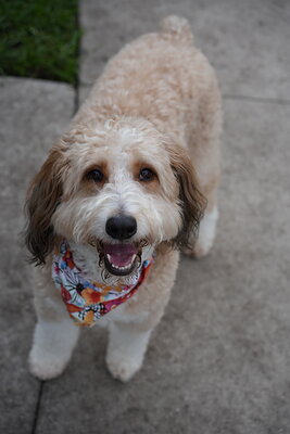Lola photographed at Mizner Bark Dog Park on September 10, 2026