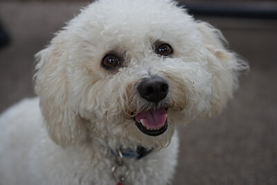 Dog photographed at Mizner Bark Dog Park on September 10, 2026