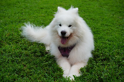 Eco photographed at Mizner Bark Dog Park on September 10, 2026