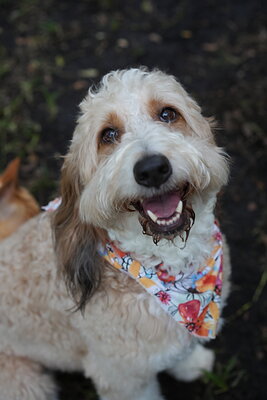 Lola photographed at Mizner Bark Dog Park on September 10, 2026