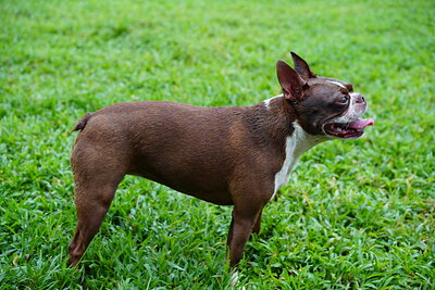 Dog photographed at Mizner Bark Dog Park on September 10, 2026