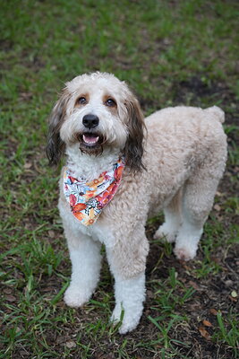 Lola photographed at Mizner Bark Dog Park on September 10, 2026
