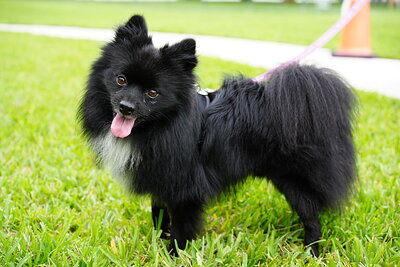 Dog photographed at Mizner Bark Dog Park on September 10, 2026