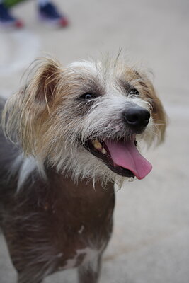 Dog photographed at Mizner Bark Dog Park on September 10, 2026