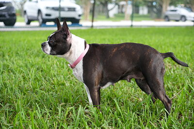 Dog photographed at Mizner Bark Dog Park on September 10, 2026