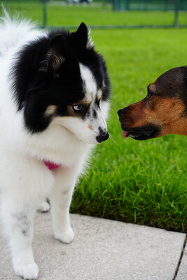 Dog photographed at Mizner Bark Dog Park on September 10, 2026