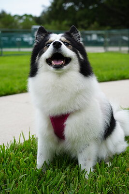 Dog photographed at Mizner Bark Dog Park on September 10, 2026