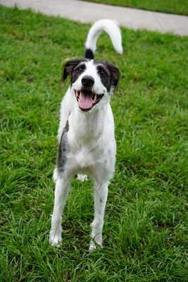 Oreo photographed at Mizner Bark Dog Park on September 10, 2026