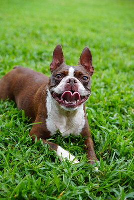 Dog photographed at Mizner Bark Dog Park on September 10, 2026