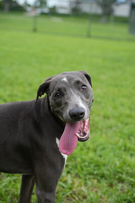 Dog photographed at Mizner Bark Dog Park on September 10, 2026