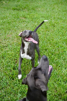 Dog photographed at Mizner Bark Dog Park on September 10, 2026