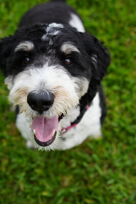 Bella photographed at Mizner Bark Dog Park on September 10, 2026