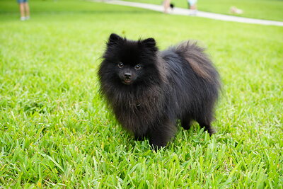 Dog photographed at Mizner Bark Dog Park on September 10, 2026
