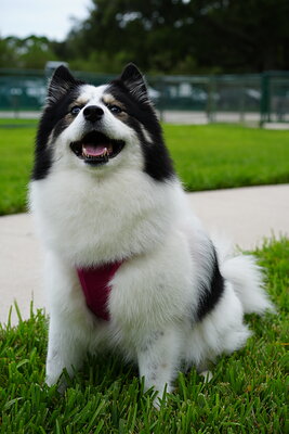 Dog photographed at Mizner Bark Dog Park on September 10, 2026