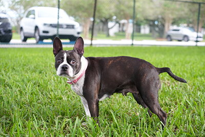 Chanel photographed at Mizner Bark Dog Park on September 10, 2026