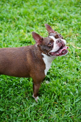 Dog photographed at Mizner Bark Dog Park on September 10, 2026