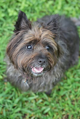 Dog photographed at Mizner Bark Dog Park on September 10, 2026