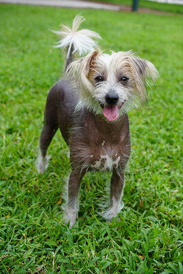 Dog photographed at Mizner Bark Dog Park on September 10, 2026