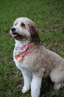 Lola photographed at Mizner Bark Dog Park on September 10, 2026