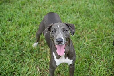 Dog photographed at Mizner Bark Dog Park on September 10, 2026