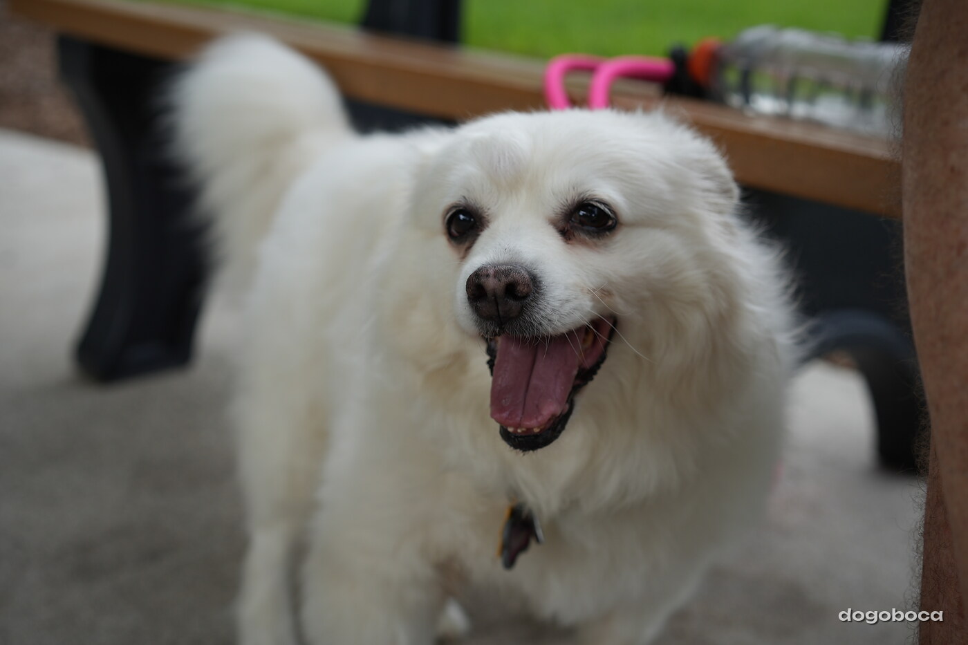 Dog photographed at Mizner Bark Dog Park on September 17, 2026