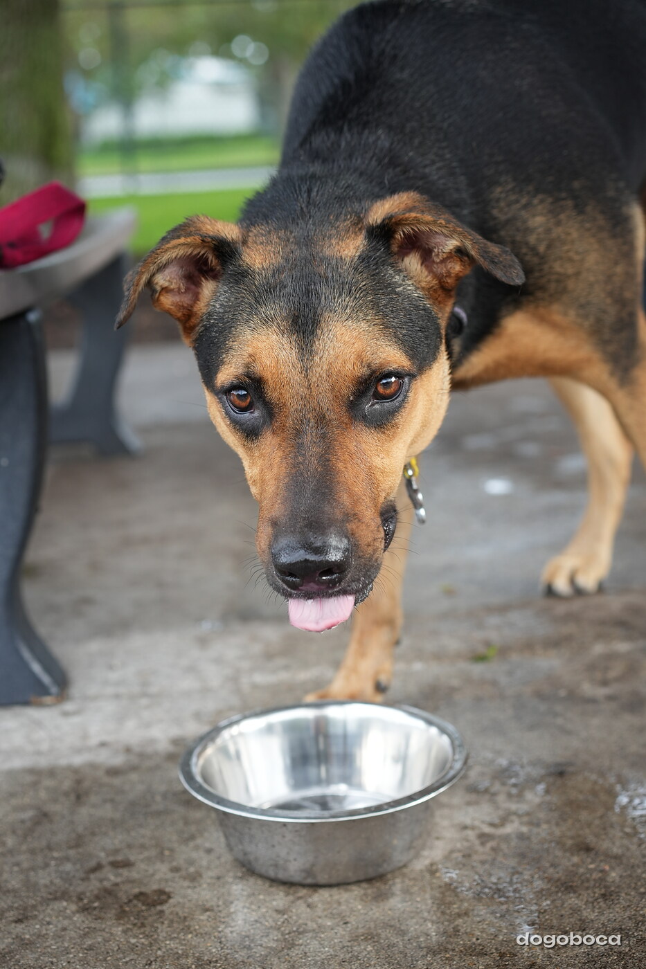 Dog photographed at Mizner Bark Dog Park on September 17, 2026