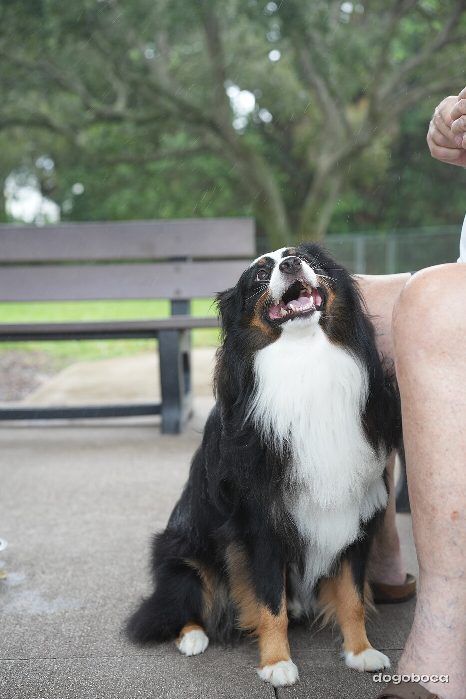 Dog photographed at Mizner Bark Dog Park on September 17, 2026