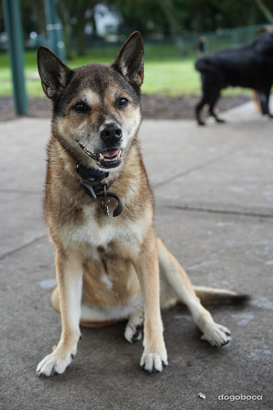 Dog photographed at Mizner Bark Dog Park on September 17, 2026