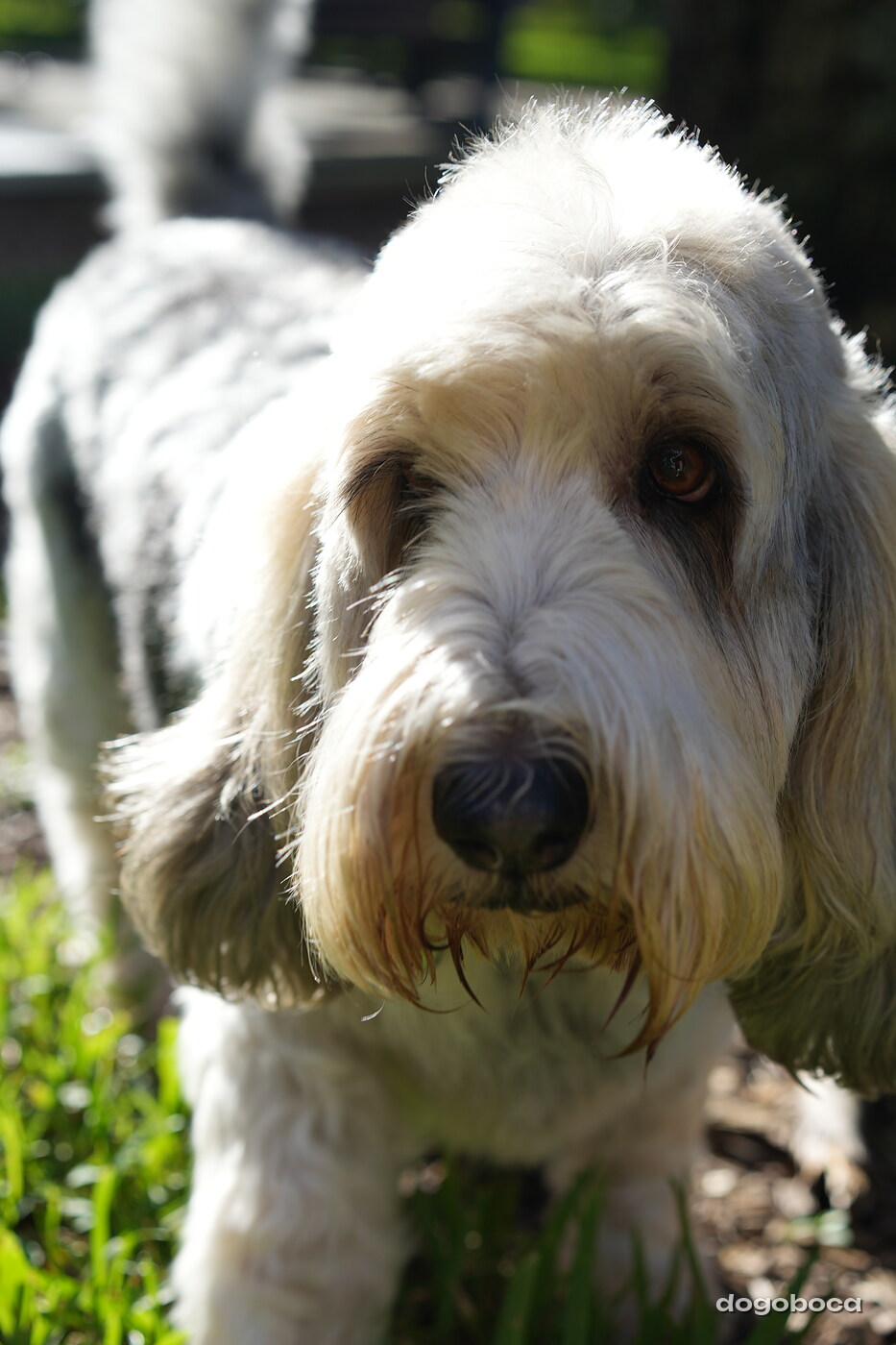 Dog photographed at Mizner Bark Dog Park on September 17, 2026