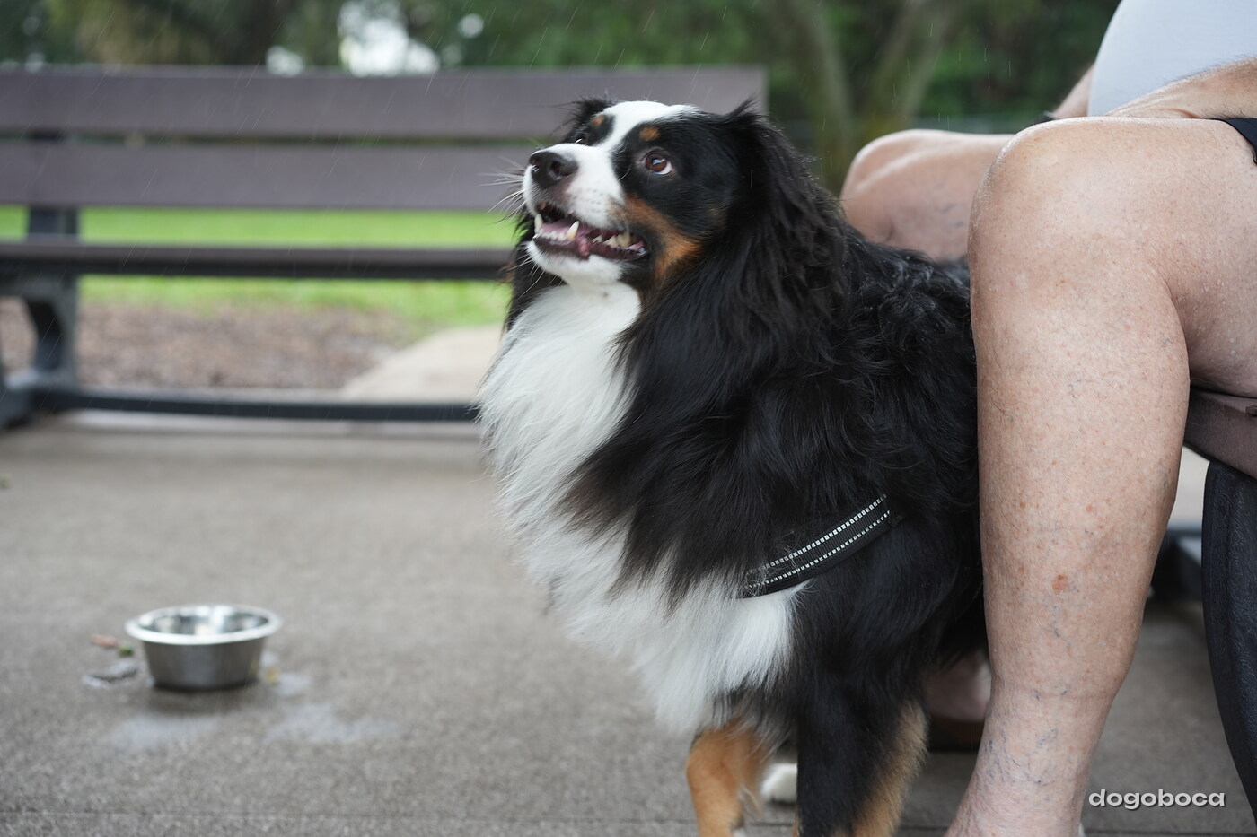 Dog at a dogoboca park session in Mizner Bark Dog Park