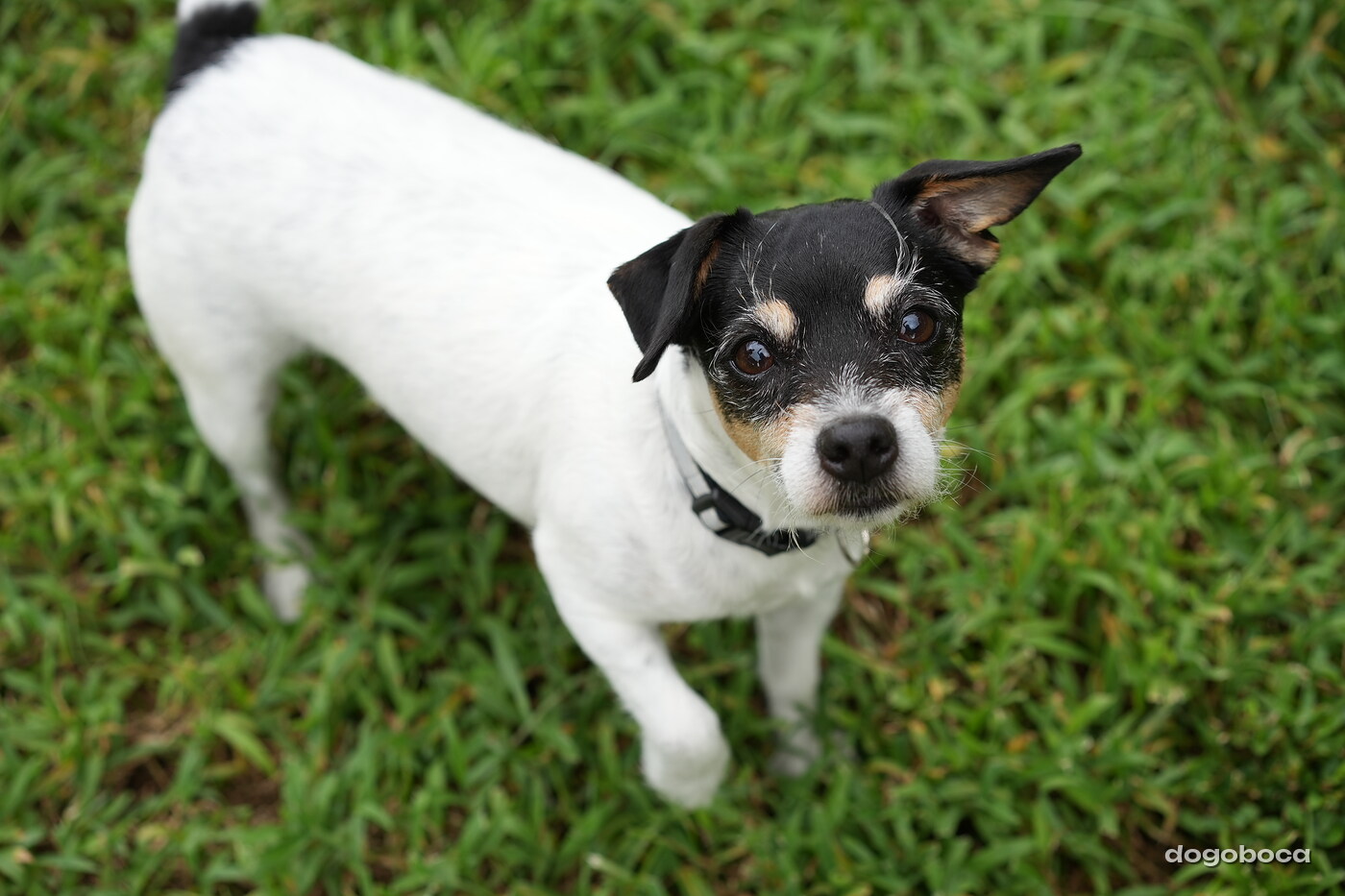 Dog photographed at Mizner Bark Dog Park on September 17, 2026