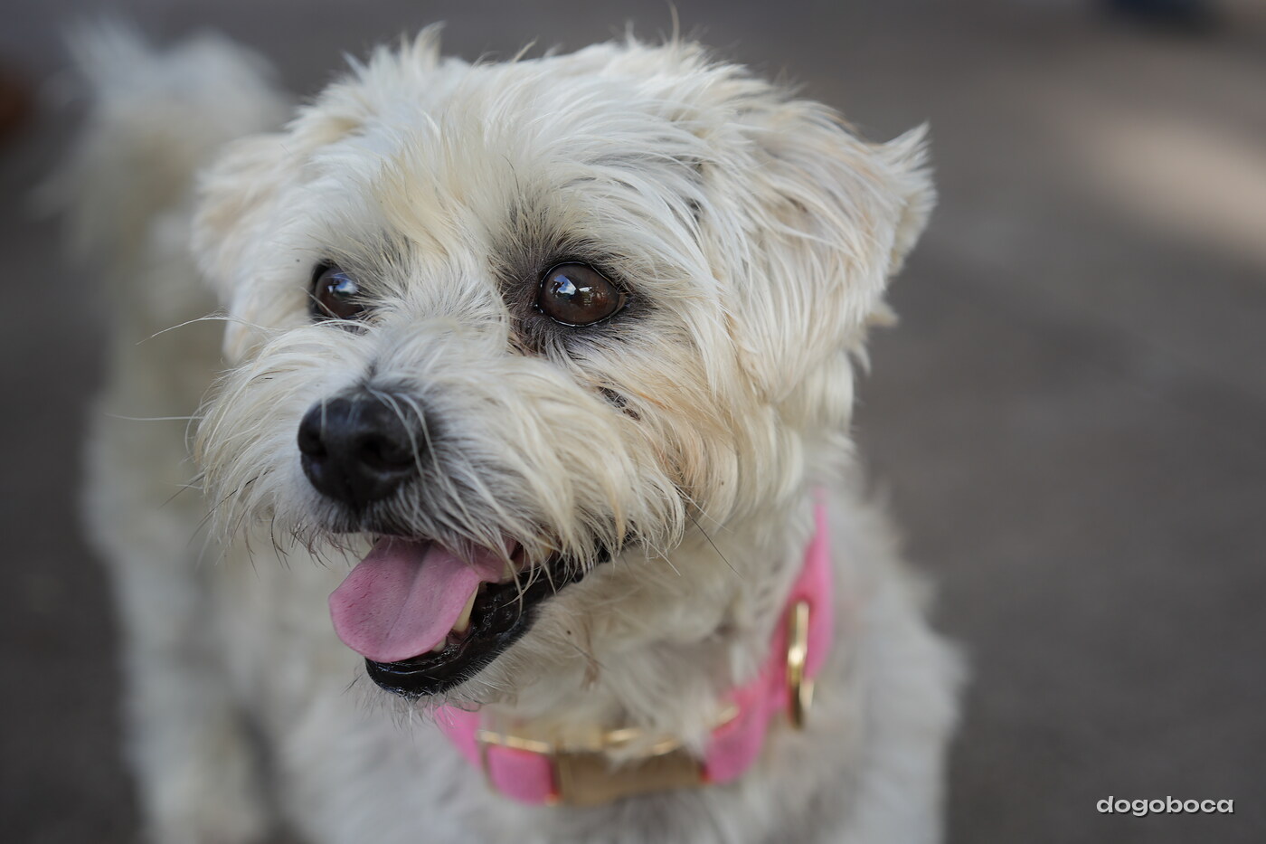 Dog photographed at Mizner Bark Dog Park on September 17, 2026