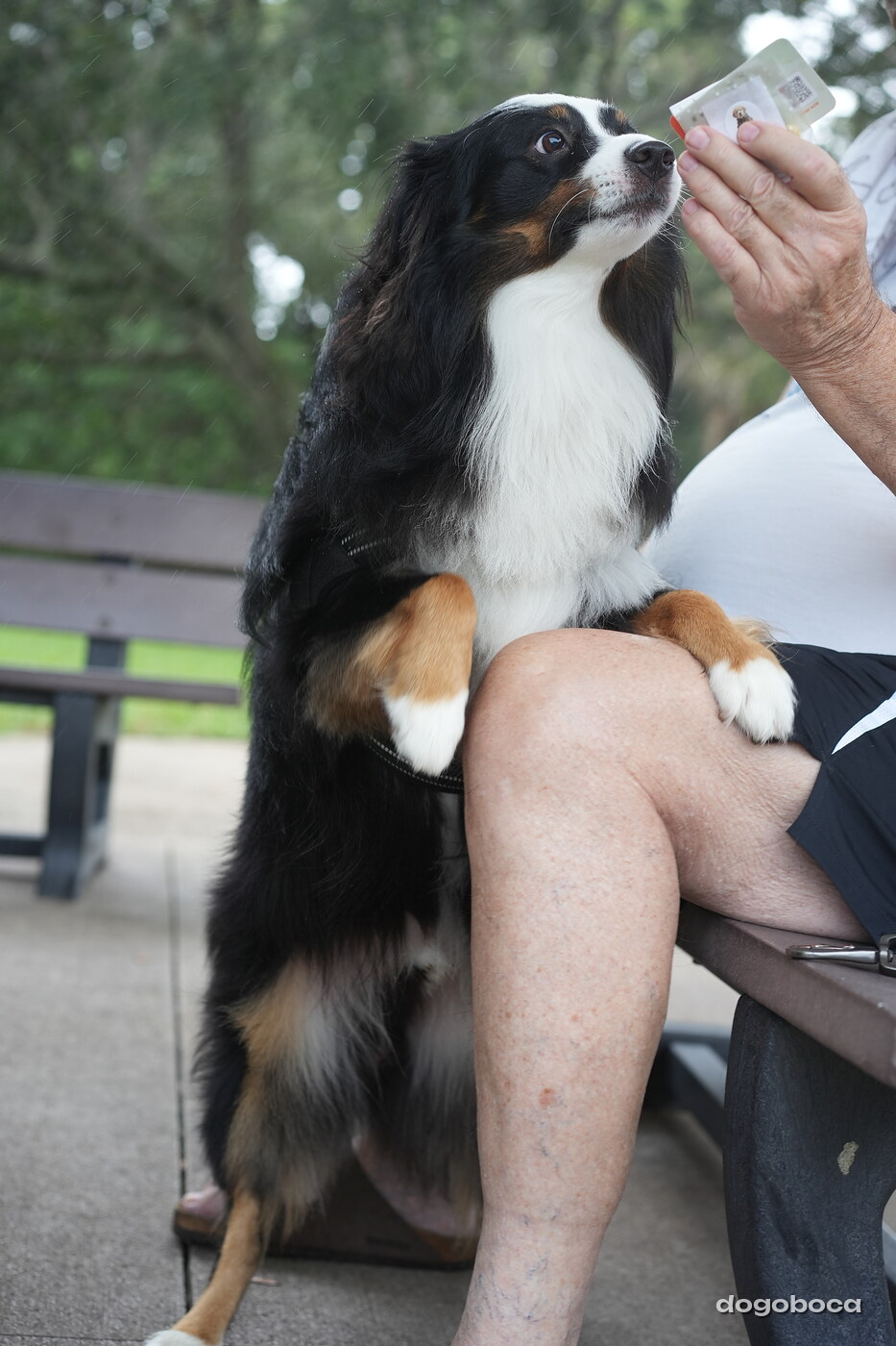 Dog photographed at Mizner Bark Dog Park on September 17, 2026