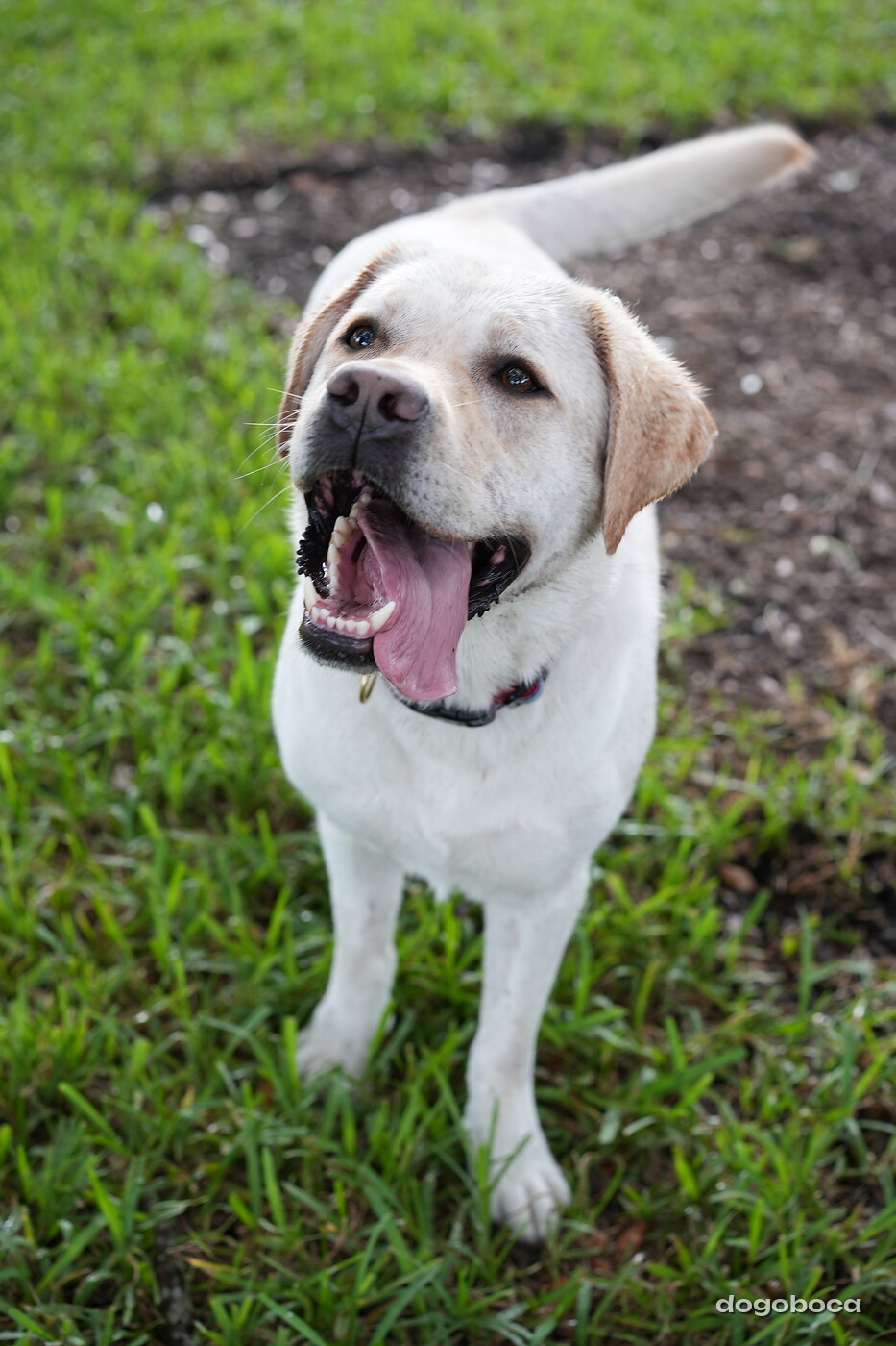 Jack photographed at Mizner Bark Dog Park on September 17, 2026