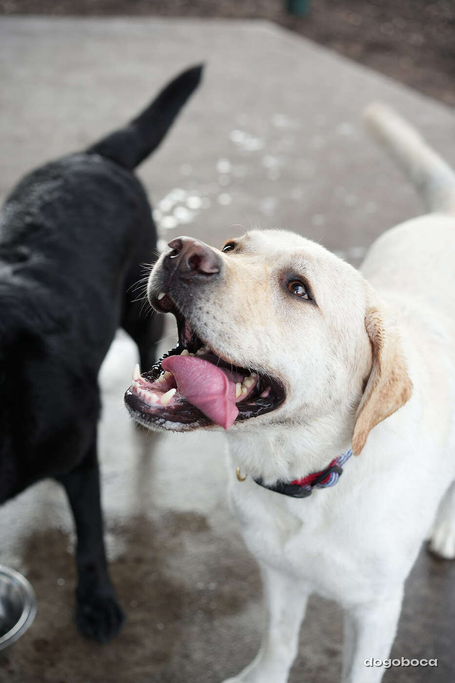 Jack photographed at Mizner Bark Dog Park on September 17, 2026