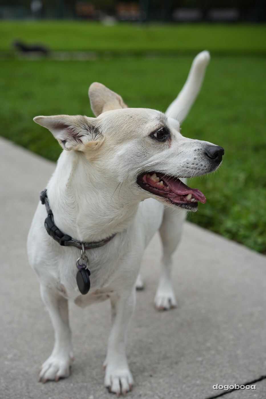 Dog photographed at Mizner Bark Dog Park on September 17, 2026