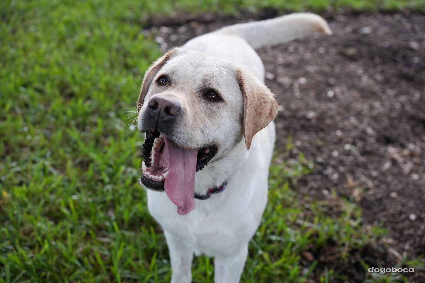 Jack photographed at Mizner Bark Dog Park on September 17, 2026